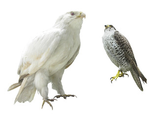 gyrfalcon