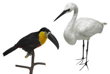 toucan