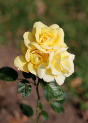 photo beautiful yellow roses