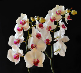 orchidee bianche