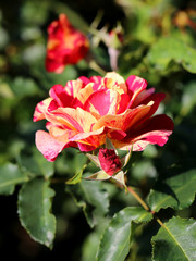 photo beautiful unusual rose