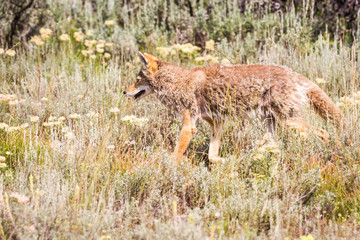 wild coyote