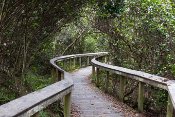 Observation trail, Everglades