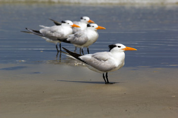 Royal tern