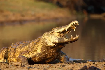 Photo sur Aluminium Crocodile Crocodile du Nil