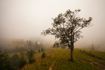 Fototapeta na wymiar Lonely tree on the hill