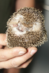 Hemiechinus auritus, Long-eared hedgehog