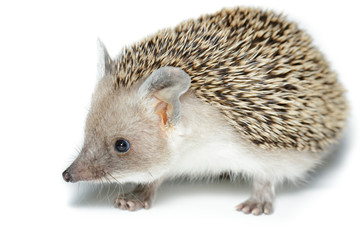 Hemiechinus auritus, Long-eared hedgehog