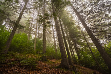 Fototapeta na wymiar Mystical deep fog in a forest