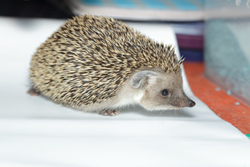Hemiechinus auritus, Long-eared hedgehog