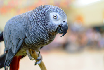 Grey Parrot