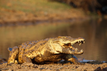 Fototapeta premium Nile Crocodile