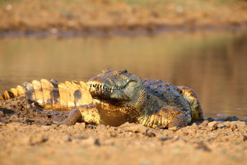 Nile Crocodile