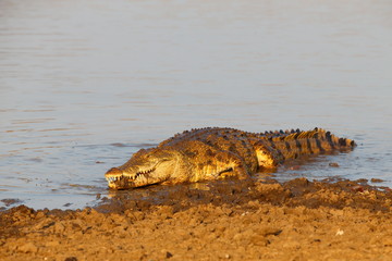 Nile Crocodile