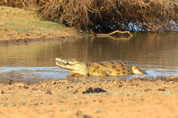 Nile Crocodile