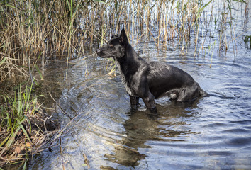 Big black wild dog going out from lake.