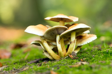 Pilze auf dem Waldboden