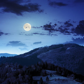 pine trees near valley in mountains  on hillside at night