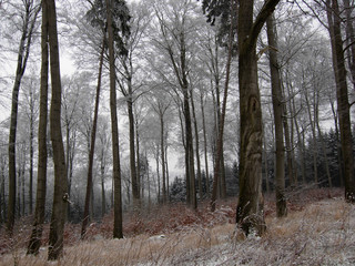Buchenwald im Winter