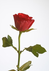 Fototapeta premium Rote Rose