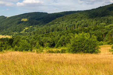 Fototapeta premium hillside meadow with forest in mountain