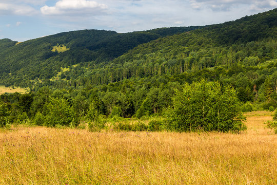 hillside meadow with forest in mountain