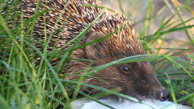 Hedgehog drinks milk on the green grass