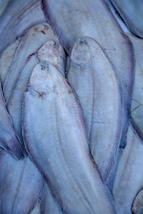 Obraz premium Fresh fish