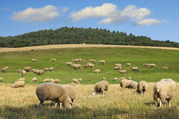 sheep on meadow