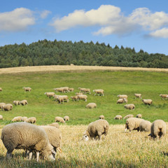 Obraz premium sheep on meadow