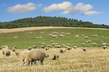 Obraz premium sheep on meadow