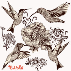 Collection of vector hand drawn birds for design