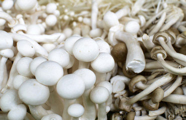fresh mushrooms, closeup