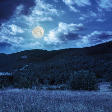 hillside meadow with forest in mountain at night