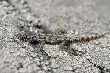 Crimean gecko. mimicry