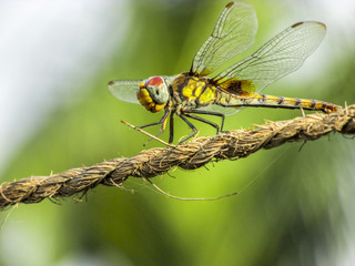 Dragonfly-closeup
