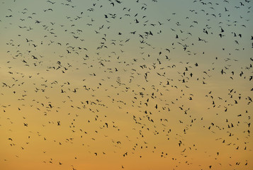 Vogelschwarm