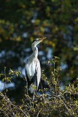 Grey Heron, Ardea cinerea