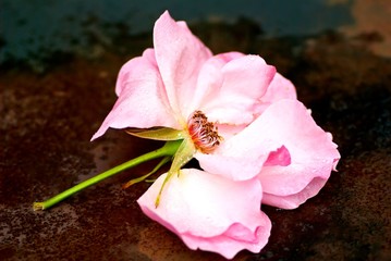 Faded pink rose on rusty table.