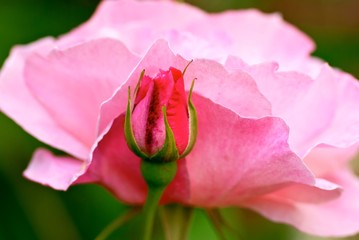 Blooming pink rose flower with fresh bud.
