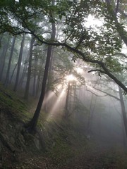 Herbstwald