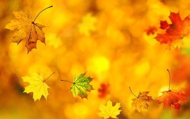 Beautiful autumn background
