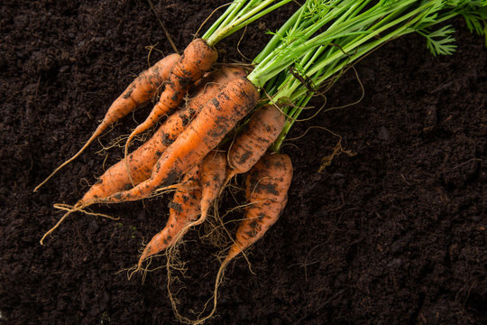 carrots in the ground