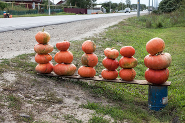 Pumpkins of new harvest ready for sale