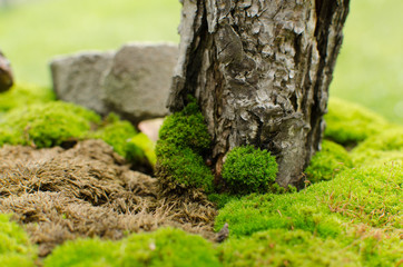 pine trunk in moss