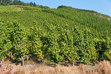 Fototapeta na wymiar Agricultural landscape with vineyards in Germany.