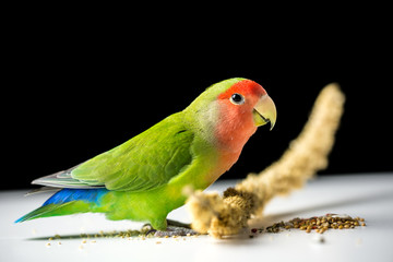 Rosy-faced lovebird