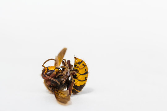 Dead European Hornet close up