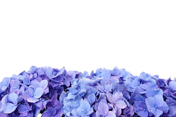 Blue hydrangea flower, over the flower you can write some text