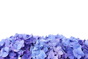 Foto auf Acrylglas Hortensie Blaue Hortensienblüte, über die Blume können Sie etwas Text schreiben